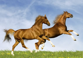 Horses on Grazing Land